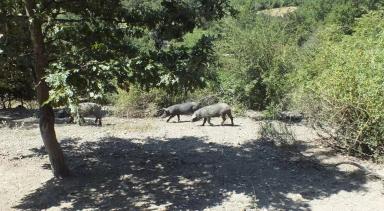 Нера пармезан (Неро ди Парма) – порода свиней