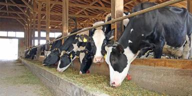 Повышение рентабельности и снижение расходов путем улучшения конверсии корма