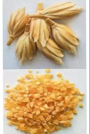 Янтара сорт яровой пшеницы полбы