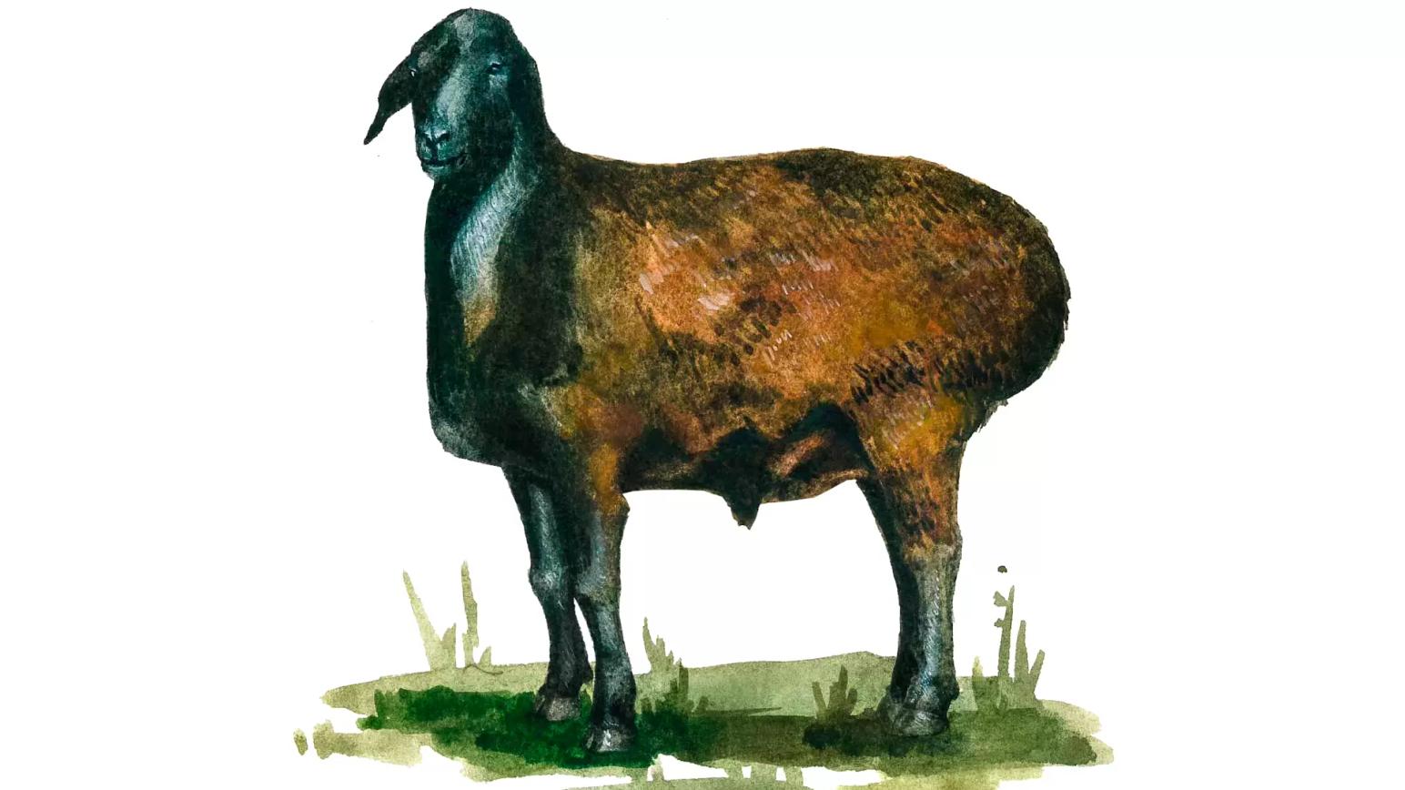 Гиссарская порода овец