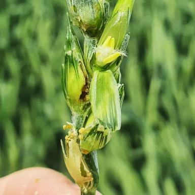 Внимание! Злаковая листовертка