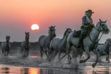 Камаргская порода лошадей (камаргу)