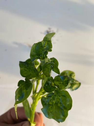 Подскажите в чем проблема?  Рассада перец сладкий