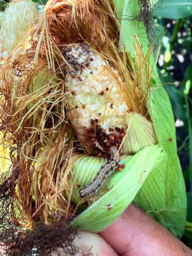 Кукуруза в фазе молочной спелости 🌽