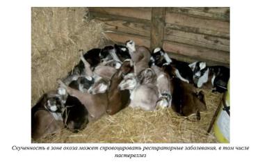 Харвуд – "Ветеринарное руководство по здоровью и благополучию коз". Гл. 10.