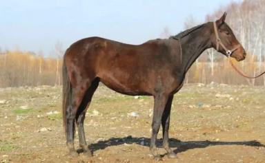 Кузнецкая порода лошадей