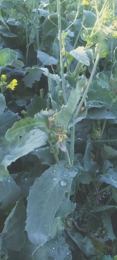 Что с рапсом?