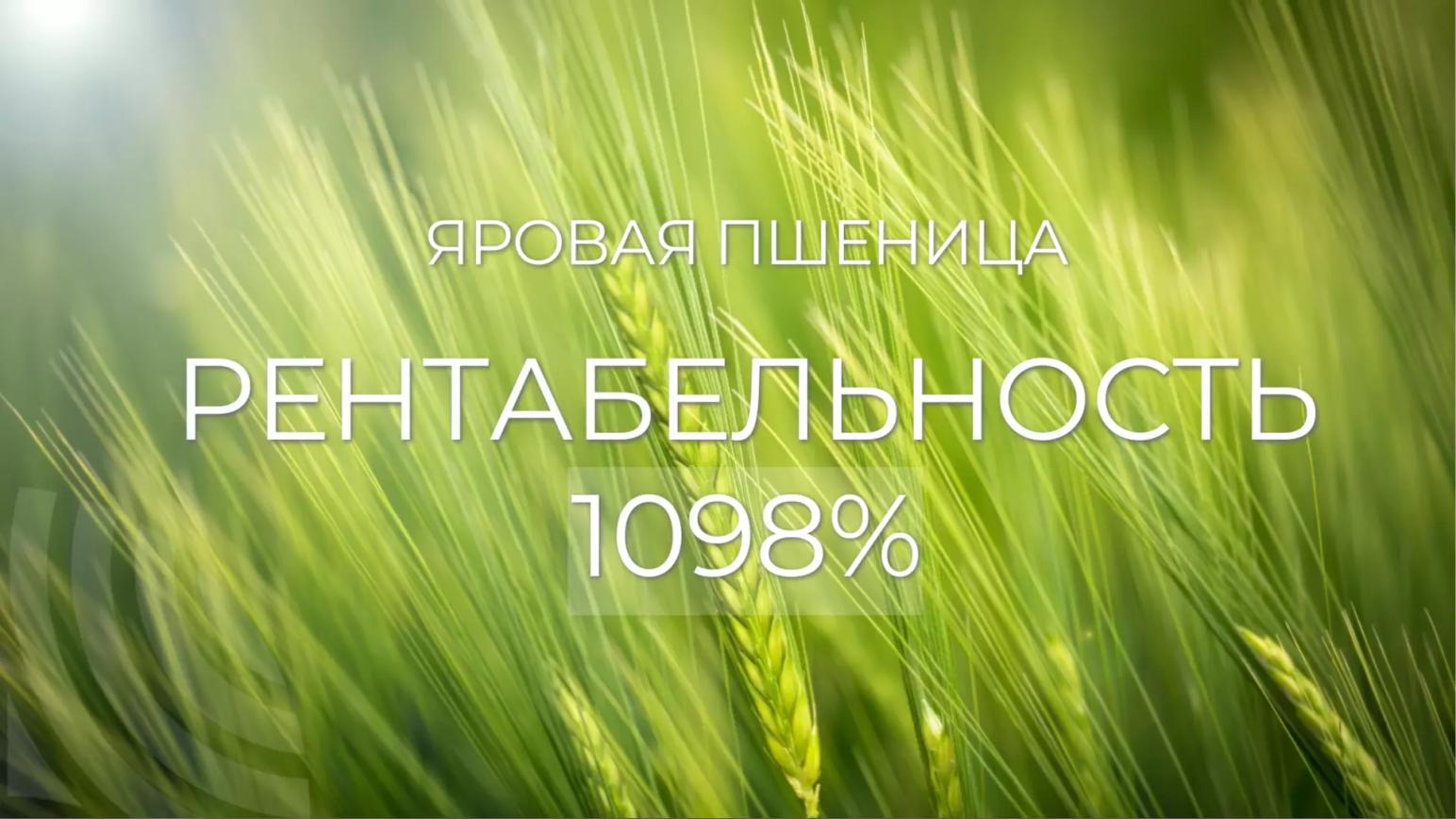 РЕНТАБЕЛЬНОСТЬ ПРИМЕНЕНИЯ ПРЕПАРАТОВ BIOTENCE — 1098% НА ЯРОВОЙ ПШЕНИЦЕ