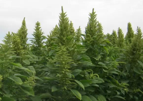 Тема Амарант.