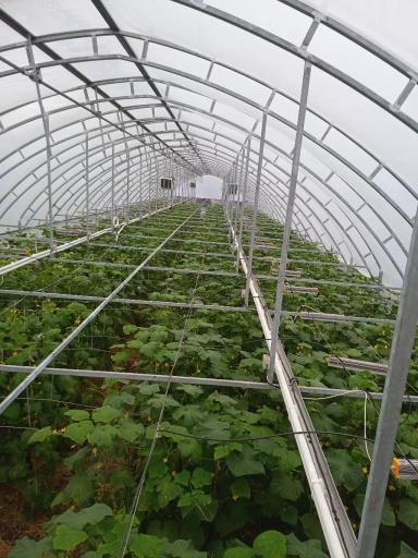 Как выбрать материал для укрытия теплицы