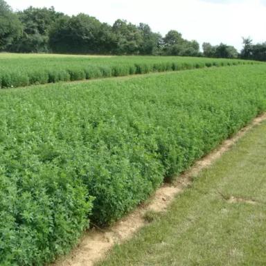 Харп (HARPE) люцерна синяя