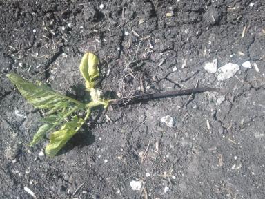 Бактериоз Картофеля. 