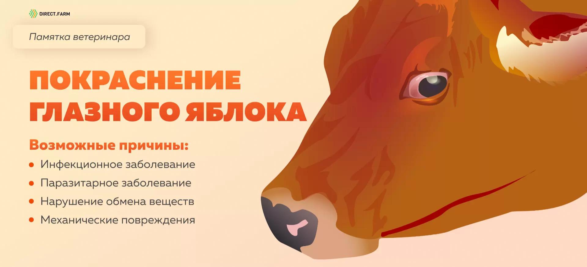 Памятка ветеринара: покраснение глазного яблока у коровы  