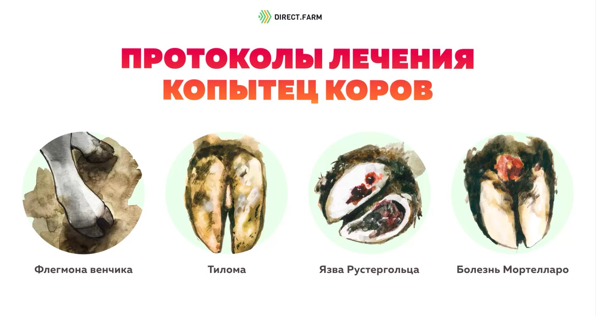 Протоколы лечения и обрезки копытец коров