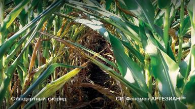 СИ Феномен - гибрид кукурузы ( Zea mays L.).