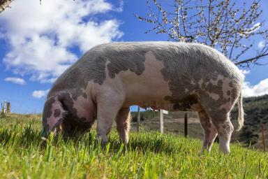 Бизаро – порода свиней 