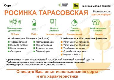 Росинка тарасовская сорт мягкой озимой пшеницы