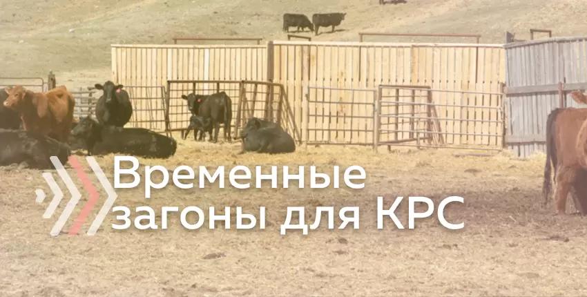 Временные изолированные зоны кормления и содержания мясного КРС