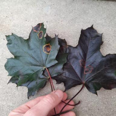 Типичные заболевания клёна остролистного "Royal Red" или Беда не приходит одна