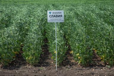 Сорта сои ФНЦ ВНИИМК им.В.С.Пустовойта