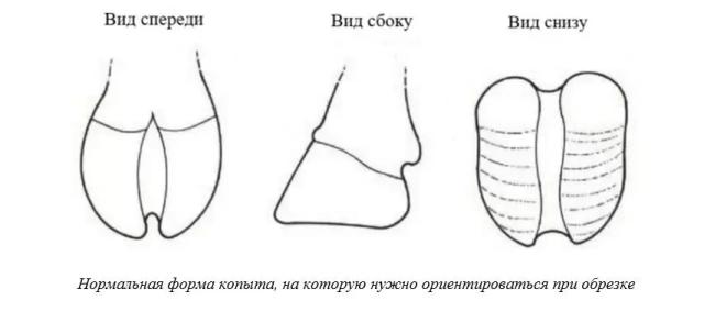Харвуд – "Ветеринарное руководство по здоровью и благополучию коз". Гл. 13, ч. 1