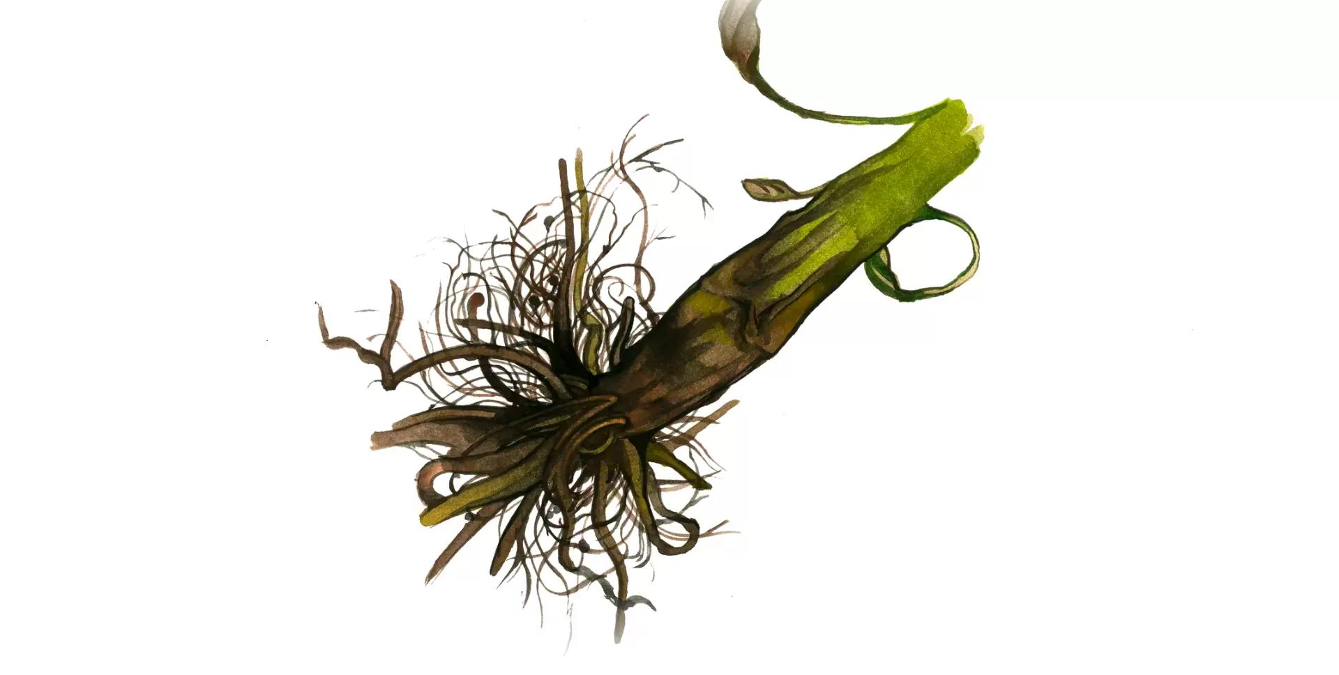 Фузариоз подсолнечника