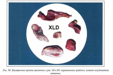Вегад - Атлас болезней птицы. Ч. 17. Неуточненная грибковая. Ч. 18. Афлатоксикоз