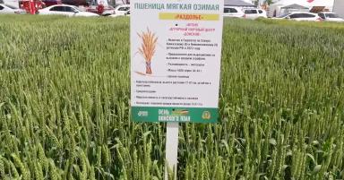 Новые сорта озимой пшеницы АНЦ "Донской"