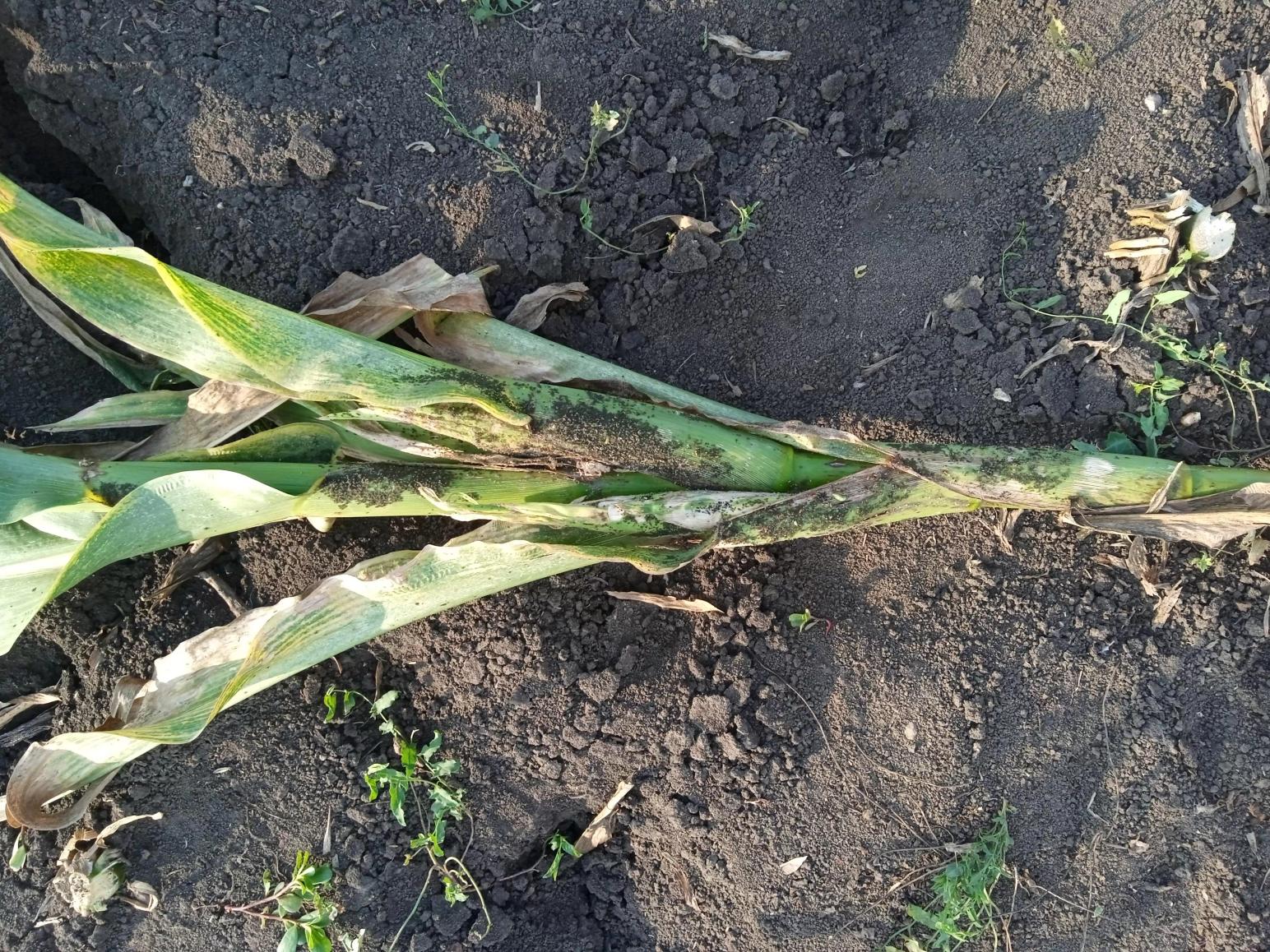 "Нет пестицидам!! "