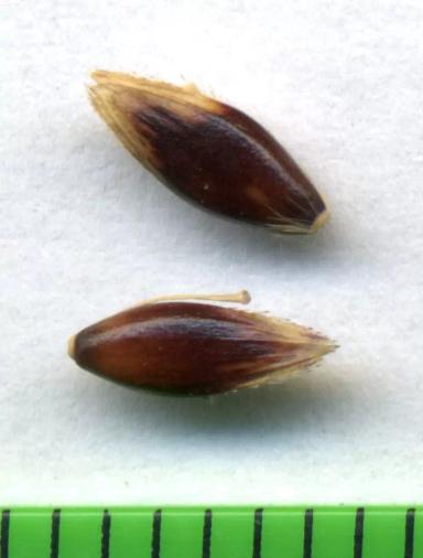 Сорго алеппское (Гумай)