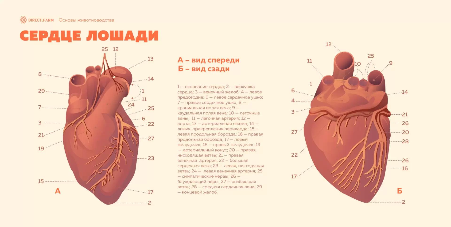 Особенности строения сердца у лошади