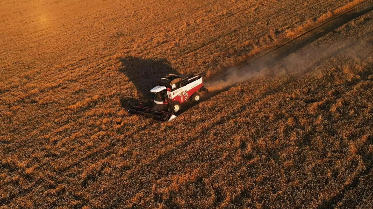 Аналитики понизили прогнозы по урожаю зерна в Европе
