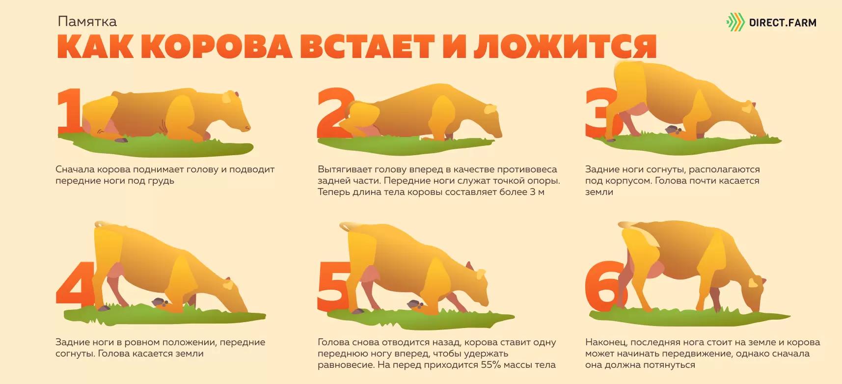 Памятка "Как корова встает и ложится"