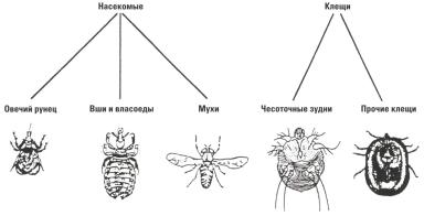 Дюдэ – Овцеводство. Гл. 18. Здоровье стада. Часть 2