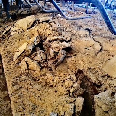 К чему может привести неправильная организация работы с песком для коров.