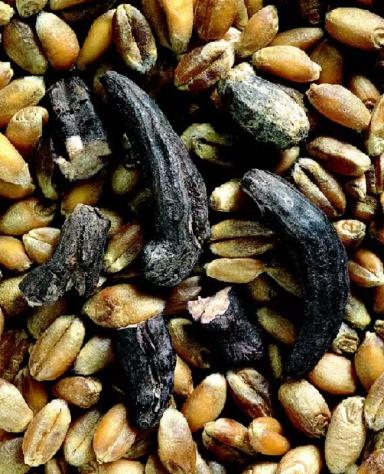 Введение о спорынье и ее содержание в злаках