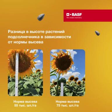 Рост и развитие подсолнечника в зависимости от норм высева