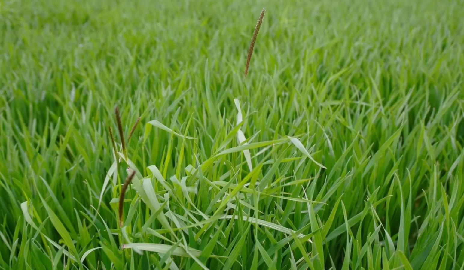 Вопросы для обсуждений: можно ли работать гербицидом?