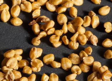 Жерушник болотный