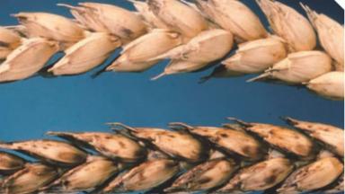 Чернь колоса