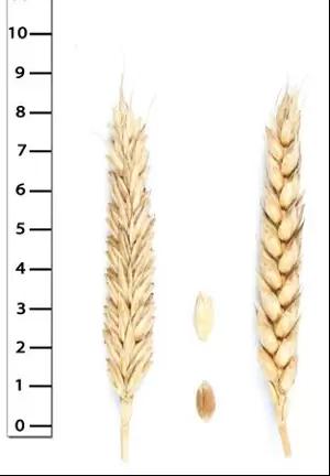 Гурт сорт мягкой озимой пшеницы