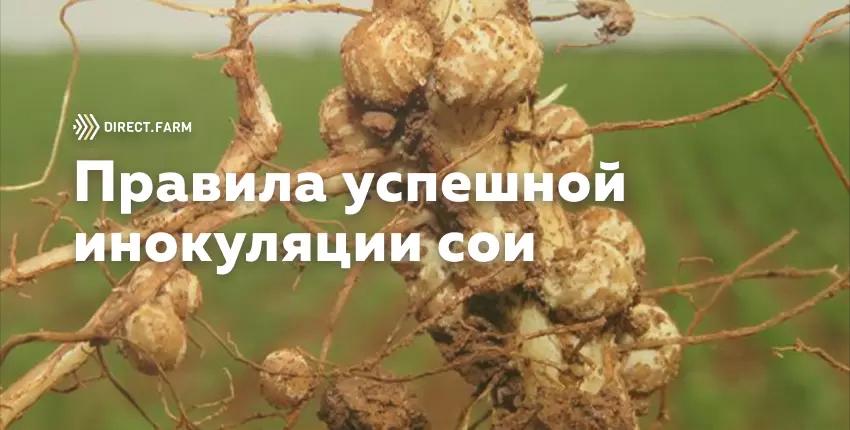 Инокуляция семян сои