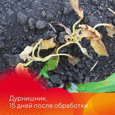 Результаты испытаний гербицида на кукурузе