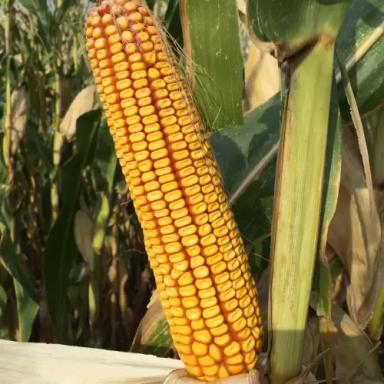 МАС 38. Д - гибрид кукурузы ( Zea mays L.).