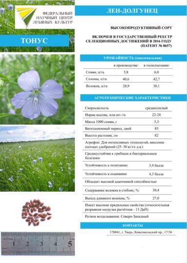 Тонус