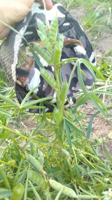 Люпин узколистный, сорт Ладный, селекция Немчиновка. Поздний срок сева.