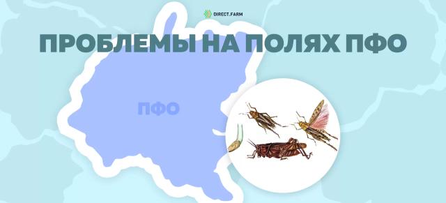 Особо опасный вредитель: Итальянский прус