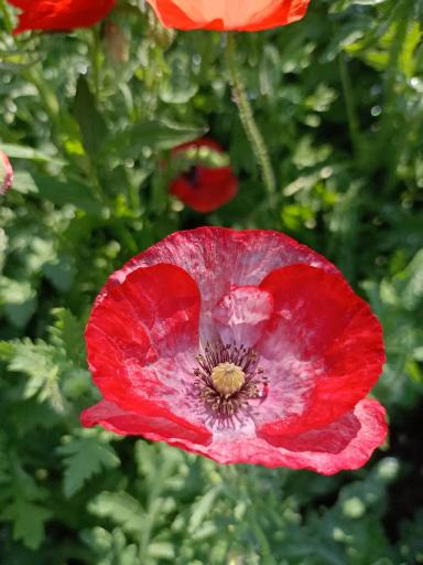 Красота декоративных маков