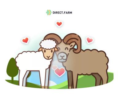 Подготовка овцематок к случке