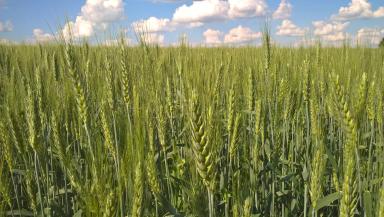 Корнетто (CORNETTO) сорт мягкой яровой пшеницы